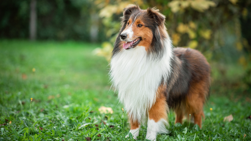 Reduces digestive issues like wind and loose stools
