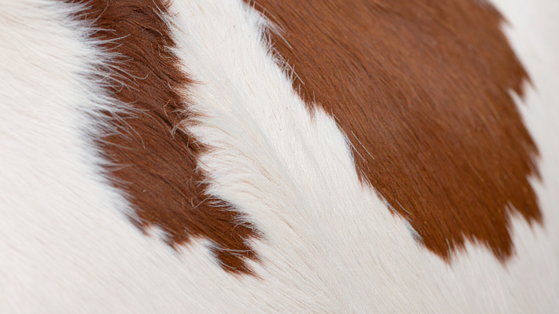 Improves hoof quality and circulation