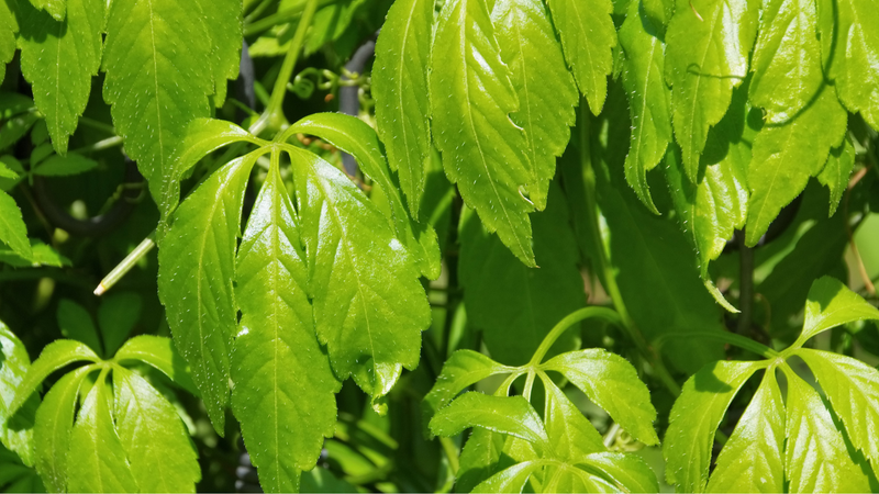 Helps support hoof health and metabolic balance