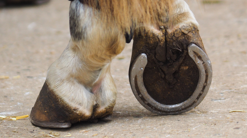 Supports proper electrolyte balance and circulation