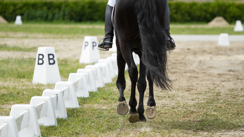 Lubricates joints and maintains cartilage function