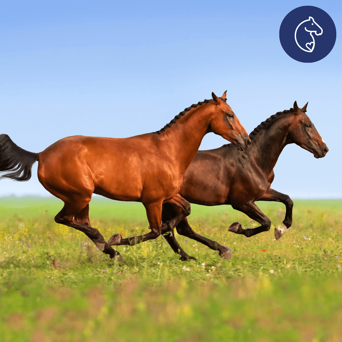 The Truth About Your Horse’s Joint Health (What Every Owner Needs to Know)