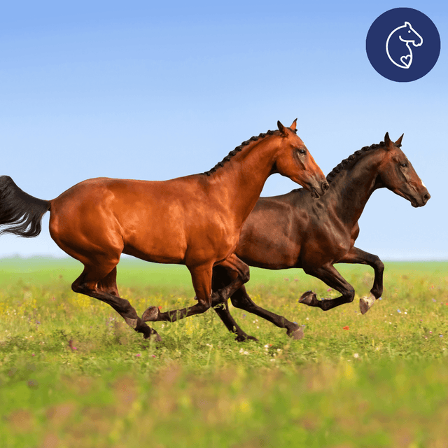 The Truth About Your Horse’s Joint Health (What Every Owner Needs to Know)