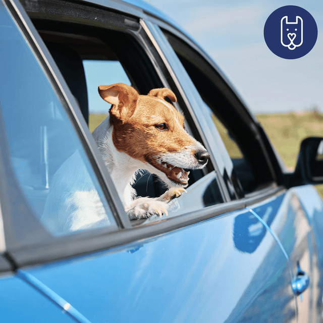 The Science Behind Calming: What’s Really Happening in Your Dog’s Brain