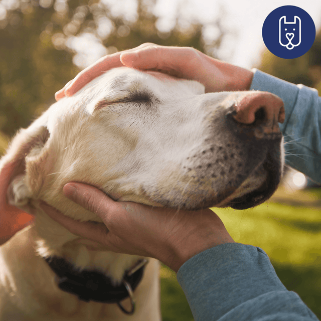 Gaining Healthy Weight in Dogs: A Safe and Balanced Approach