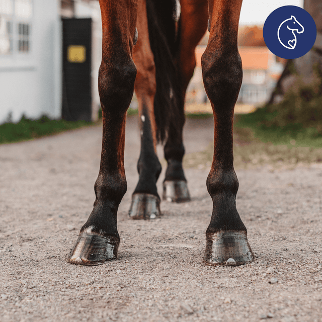 Longer Days, Harder Ground: How to Protect Your Horse’s Hooves Through Spring & Summer