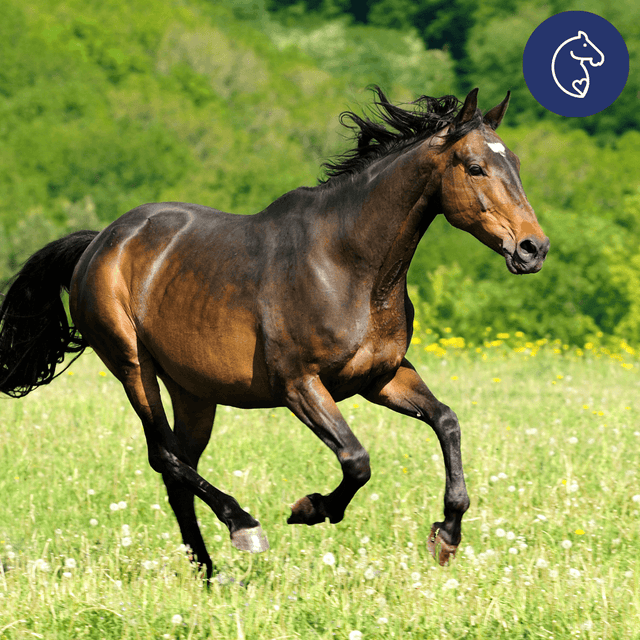 Why Electrolytes for Horses are Useful All Year Round