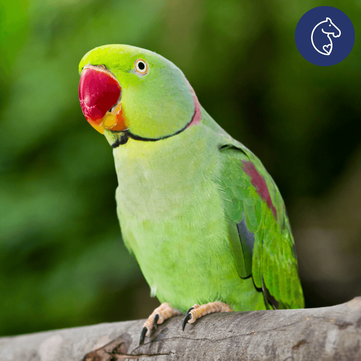 Signs Your Bird is Deficient in Key Vitamins - and How to Help