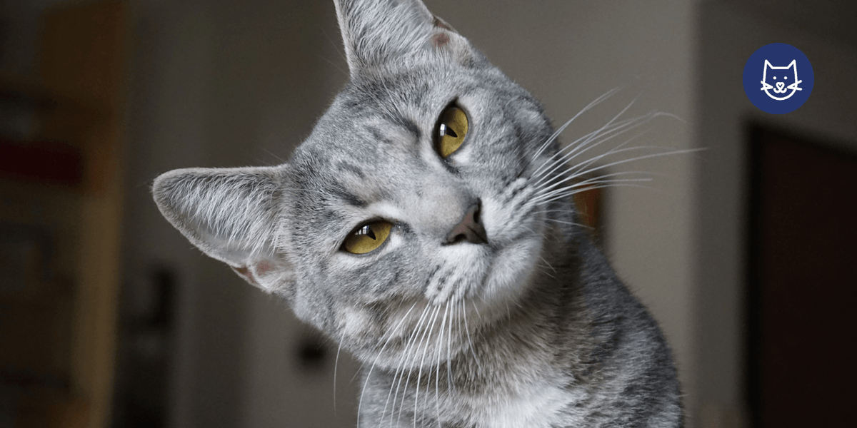 How to Look After Your Cat’s Dental Health From the Inside Out
