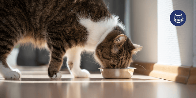 Cats Wet vs Dry Food: The Honest Answer