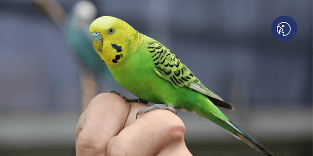 Breathing Easy in July: Protect Your Birds from Summer Respiratory Stress
