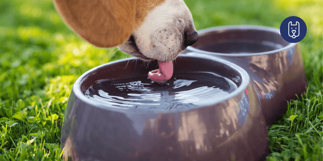 Bone Broth for Dogs: Benefits, Feeding Guide & Expert Tips