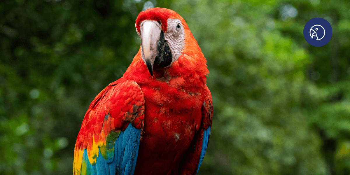 Moulting Season - How to Support Your Bird Through Feather Loss