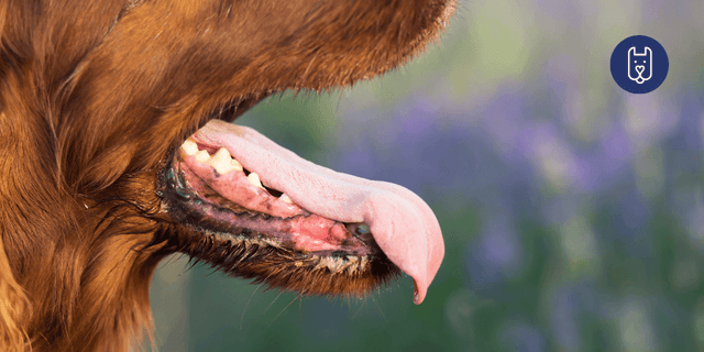 Dog Bad Breath: Normal or a Sign of Something Serious?