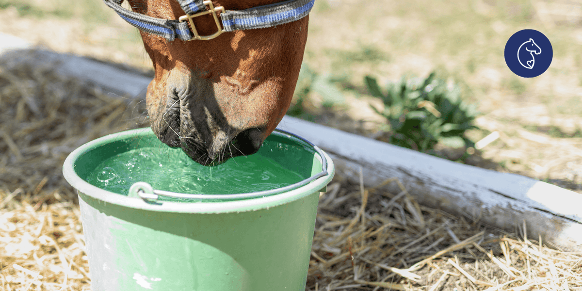 Why Horses Stop Drinking Water (And How to Encourage Them To)