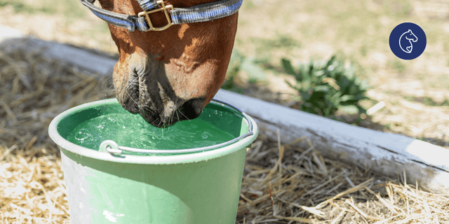 Why Horses Stop Drinking Water (And How to Encourage Them To)
