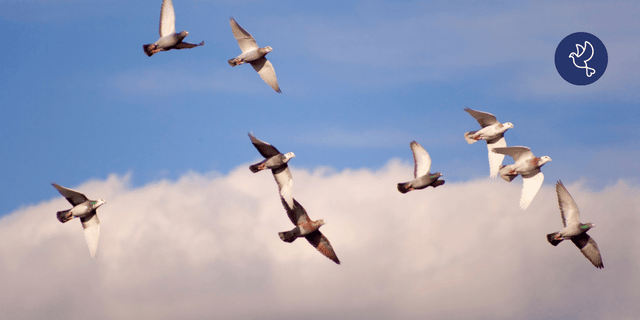 From Race Fit to Rest Fit: A Complete Post-Season Recovery Guide for Racing Pigeons