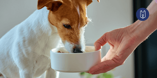 What Are Postbiotics? The Next Step in Dog Gut Health Explained