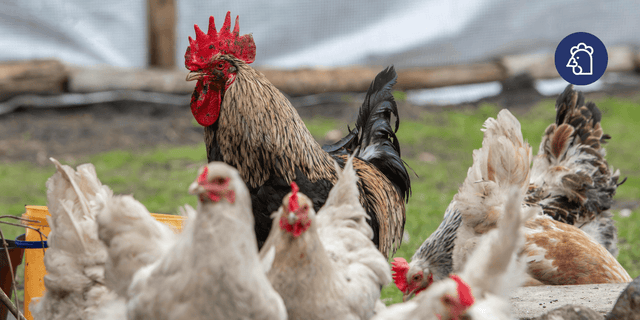 Keeping Your Flock Thriving: Poultry Health Tips for Late Summer