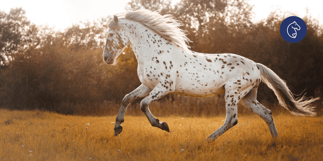 Seasonal Shedding Coat Changes: Hoof, Skin & Coat Care For Horses