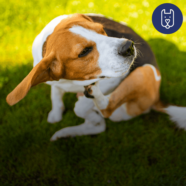 Is Your Dog’s Itchy Skin Really Allergies? A Complete Guide