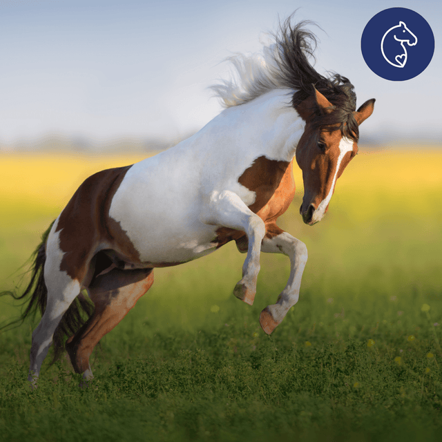 Understanding Spring Allergies in Horses: Dust, Pollen & Mould