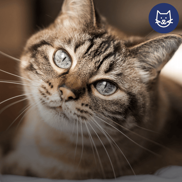 Indoor Allergens Affecting Your Cat’s Health: What Every Cat Owner Should Know