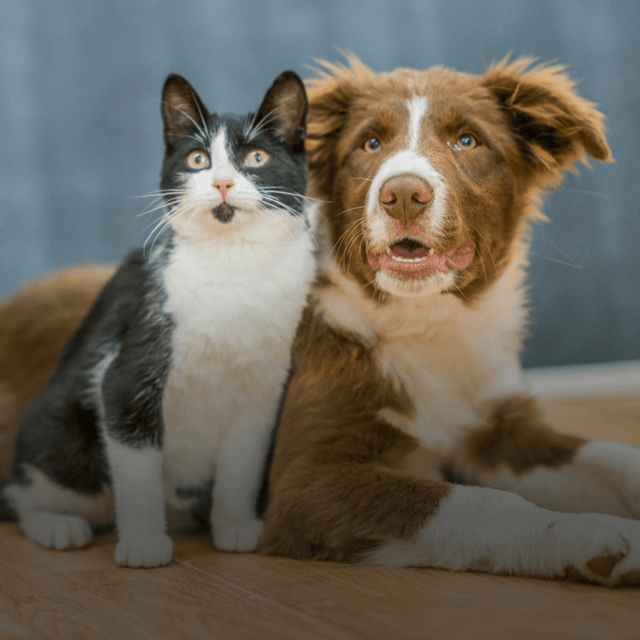 Preparing Your Pets for Allergy Season: A Monthly Checklist