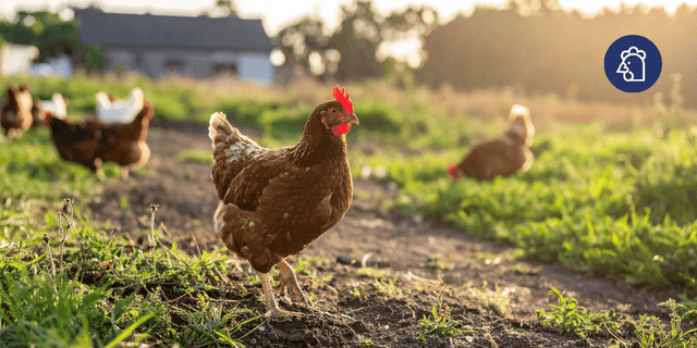 Moulting: What Is It and How Can You Help Chickens Get Through It?