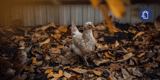 Keeping Chickens in Autumn: How to Prepare Your Flock for Winter