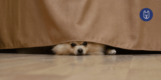 5 Benefits of Building a Calming Routine Before Firework Season for Your Dog