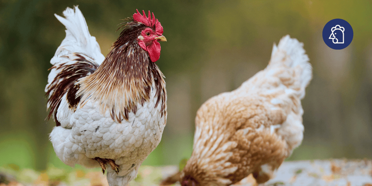 Keeping Your Flock Safe This Autumn: Bonfire Night, Fireworks & Seasonal Chicken Care