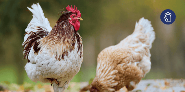 Keeping Your Flock Safe This Autumn: Bonfire Night, Fireworks & Seasonal Chicken Care