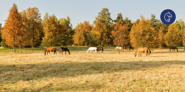 Keeping Your Horse Calm This Firework Season