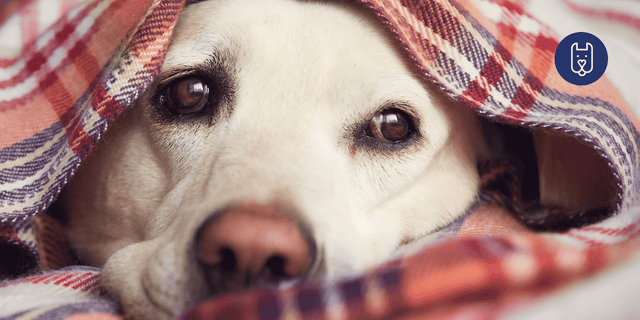 How to Calm Your Dog During Fireworks on Bonfire Night