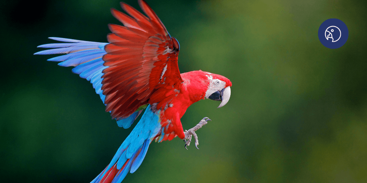 What Really Are The Best Supplements for Parrots and Exotic Birds?