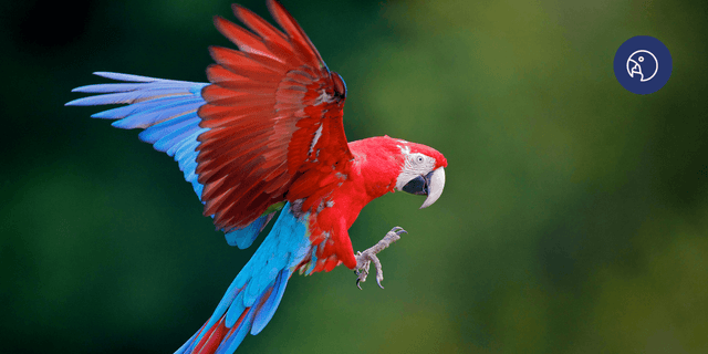 What Really Are The Best Supplements for Parrots and Exotic Birds?