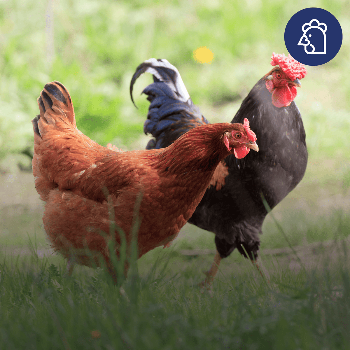 2 chickens on grass