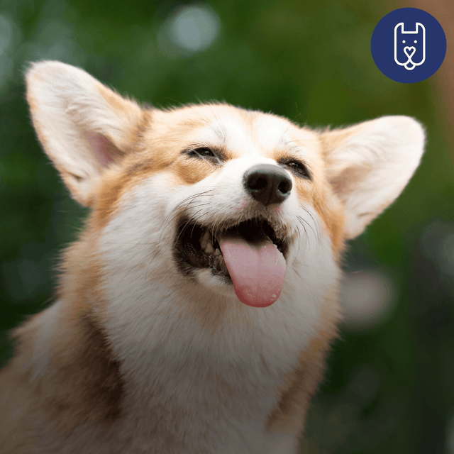 Fresh Breath Starts Here: Easy Dental Routine for Your Dog and You