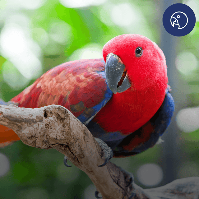 7 Essential Supplies Every Aviary Keeper Forgets (Until They Need Them!)