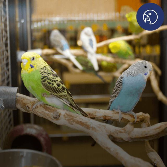 Spring Cleaning Your Aviary: A Month-by-Month Maintenance Guide