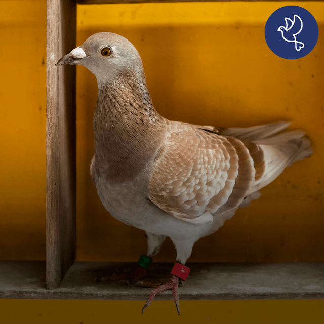 Preparing Racing Pigeons for the Season: Essential Health and Training Tips