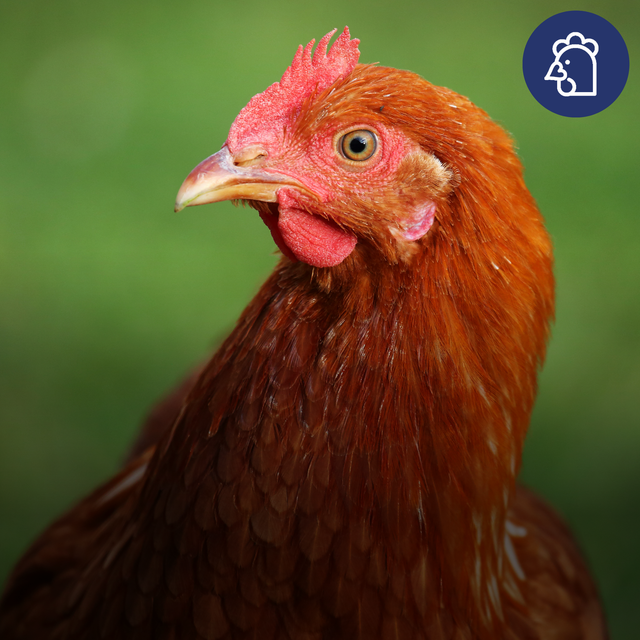 How to Prevent Red Mite in Chickens: A Complete Guide to Protection and Treatment