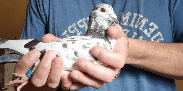 Case Study: How Electroform Supported the Recovery of a Young Bird After a Five-Day Ordeal