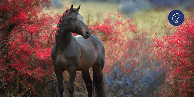 Autumn Grass Flush & Laminitis Risk: How to Support Your Horse Through the Seasonal Change