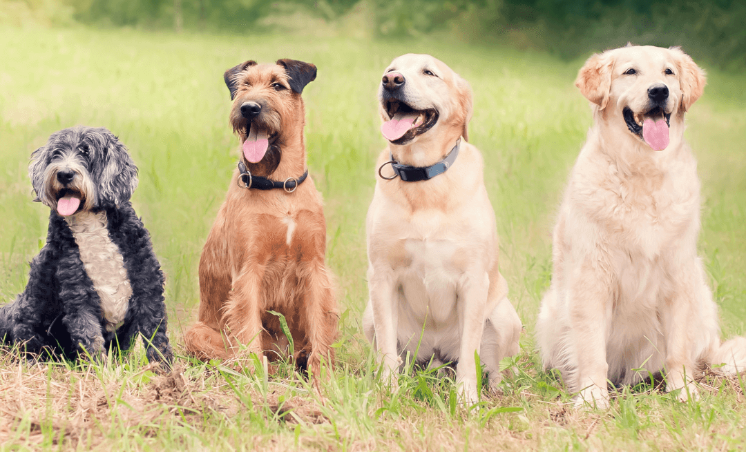When Should I Start Giving My Dog a Joint Supplement?