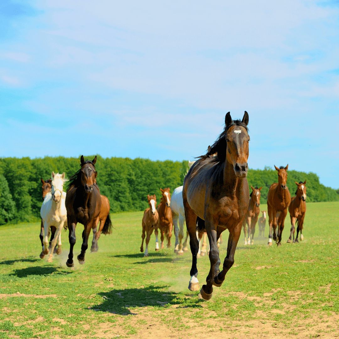 5 Key Supplements For Horses