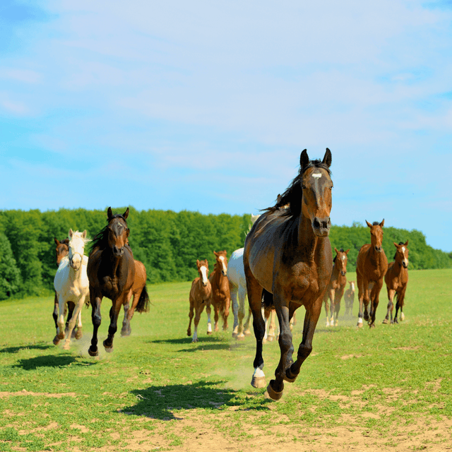 5 Key Supplements For Horses