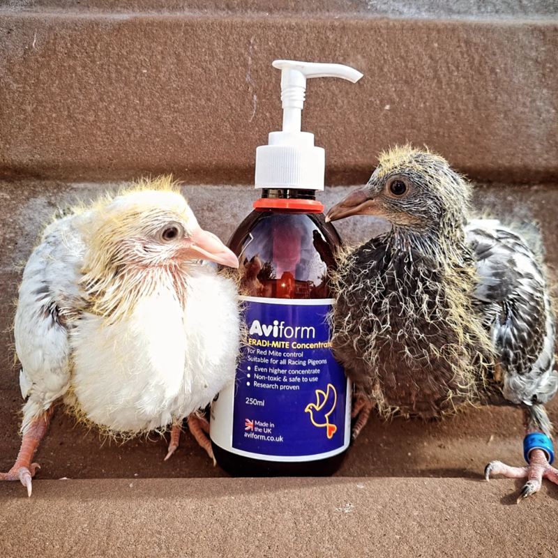 ERADI-MITE Red Mite Liquid for Racing Pigeons