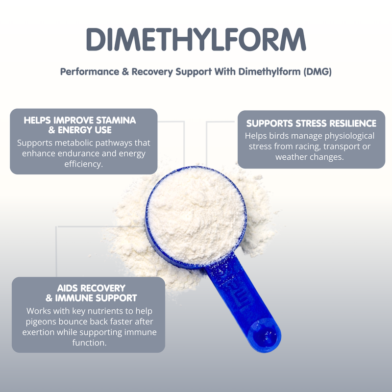 DIMETHYLFORM DMG Supplement for Racing Pigeons
